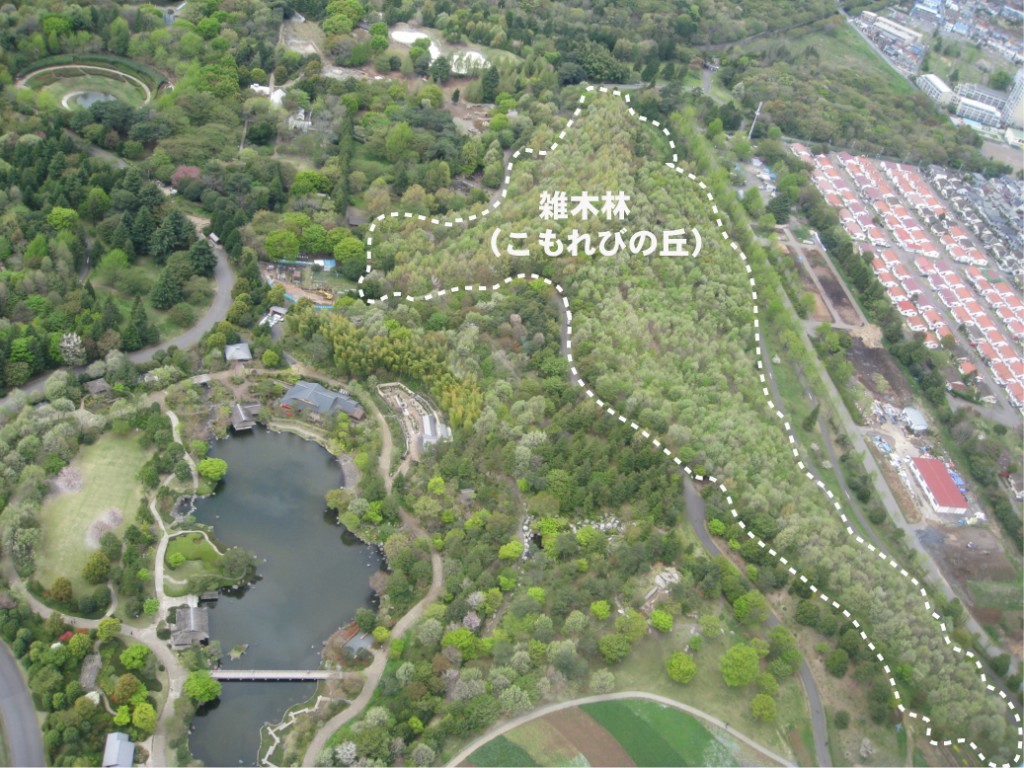 春、新芽が展葉した雑木林（点線内）<br>国営昭和記念公園