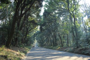 明治神宮の参道