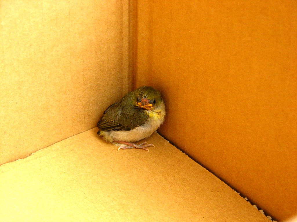 誤って拾われてしまったメジロの巣立ちヒナ写真提供：公益財団法人 日本鳥類保護連盟