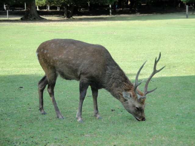 公園ｑ ａ 一般財団法人 公園財団