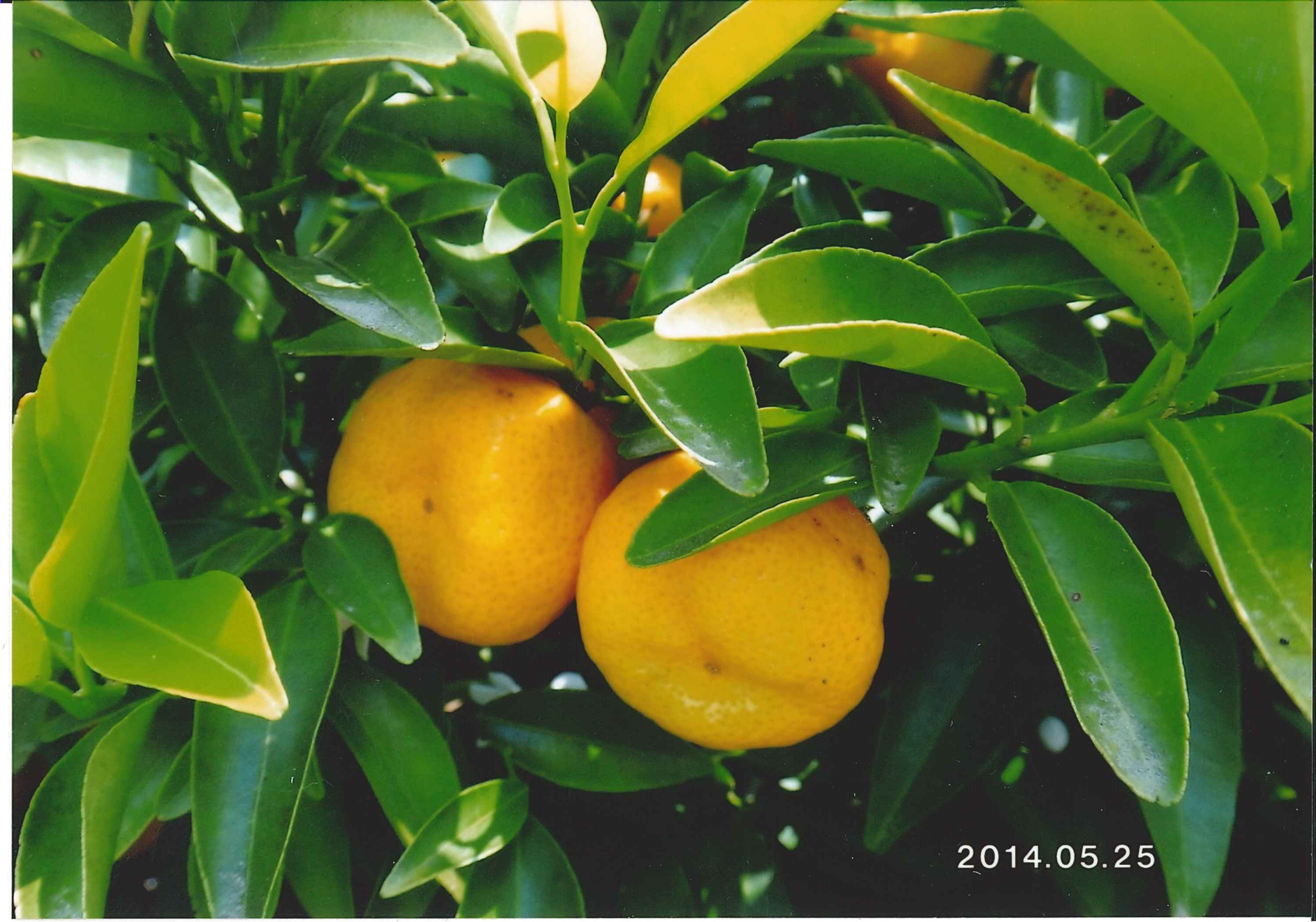 みどり花コラム 一般財団法人 公園財団