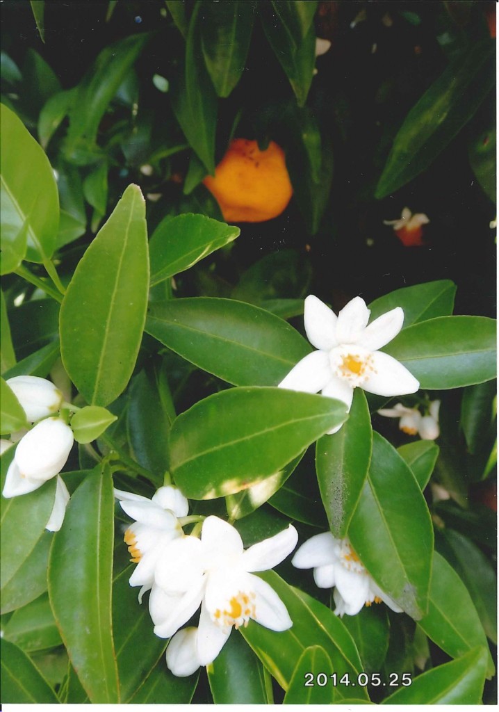 タチバナの花と実<br>前年の実が花時にも残っている<br>（京都武田薬用植物園にて）