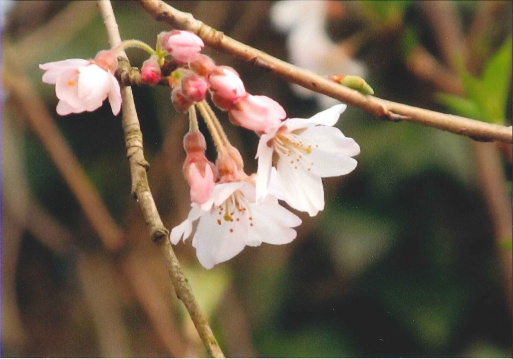 エドヒガンの花