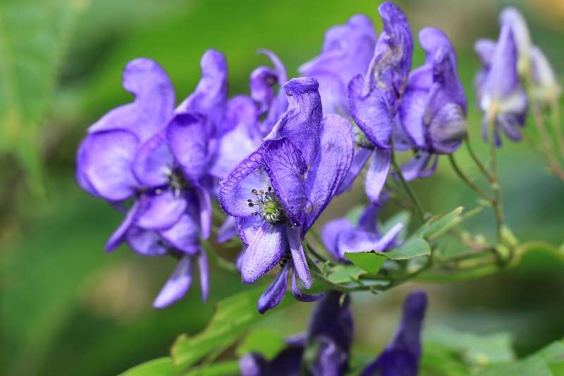 みどり花コラム | 一般財団法人 公園財団