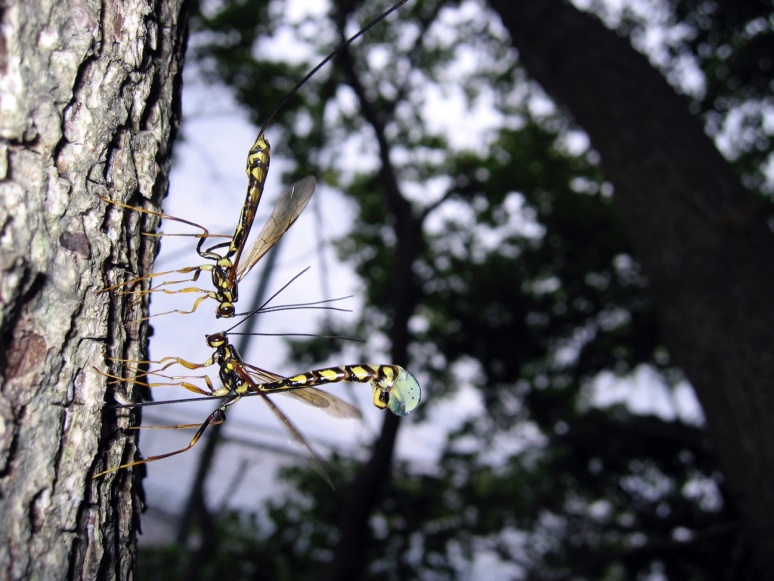 図10 コンパクトデジタルカメラで撮った「オナガバチの争い」 一眼レフなどの機材がなくても良い写真が撮れるものだと、野村先生の原点になっている一枚