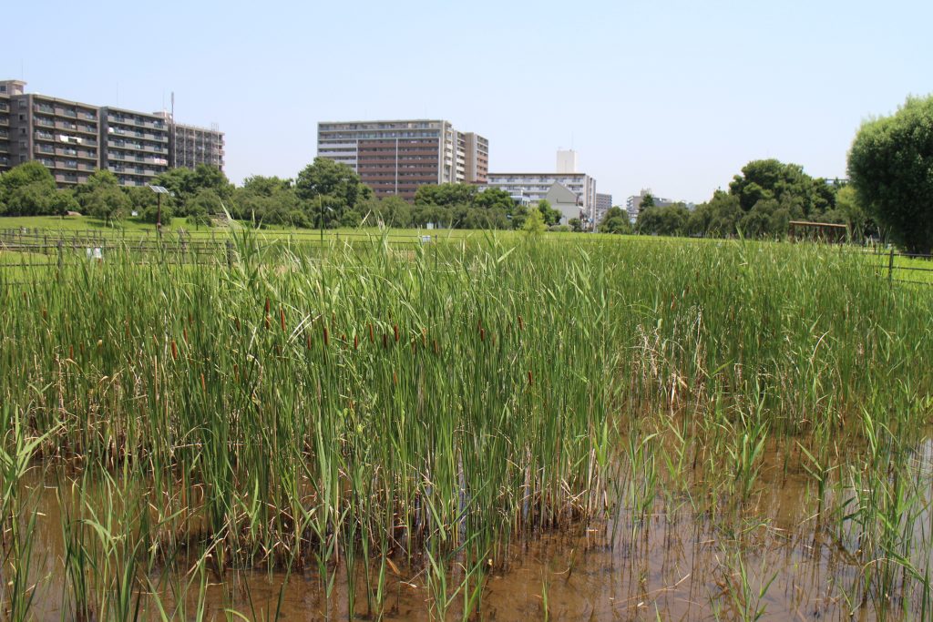 やせ細ってきた水生植物が、堆肥を学ぶきっかけに