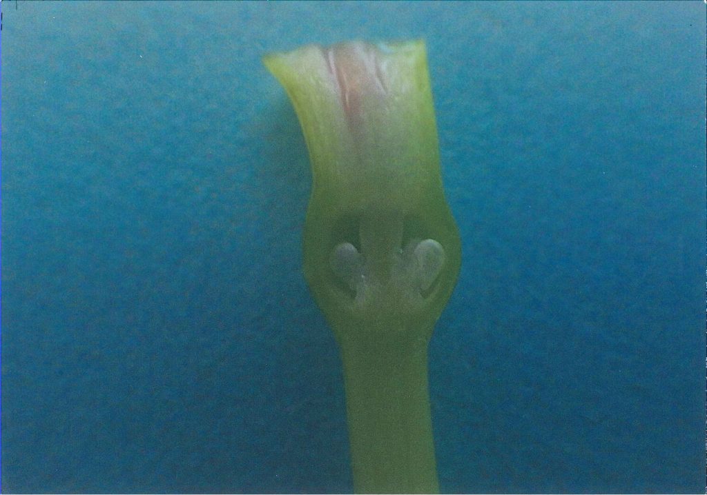 ヒガンバナの花の縦断面、花冠の部分を除いた子房の部分、中に胚珠（種子のもと）があることがわかるが結実しない