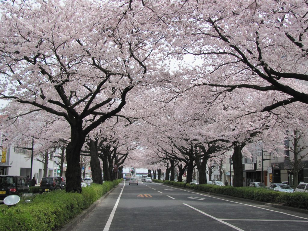 4月のさくらまつり期間中には歩行者天国になる日もある平和通り