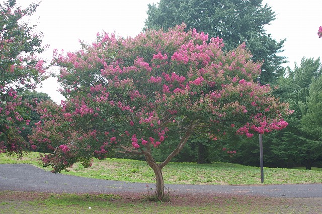 サルスベリ 猿滑 百日紅 一般財団法人 公園財団