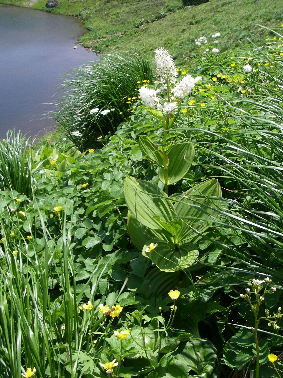 みどり花コラム 一般財団法人 公園財団
