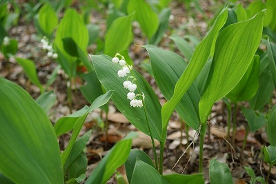 みどり花コラム 一般財団法人 公園財団