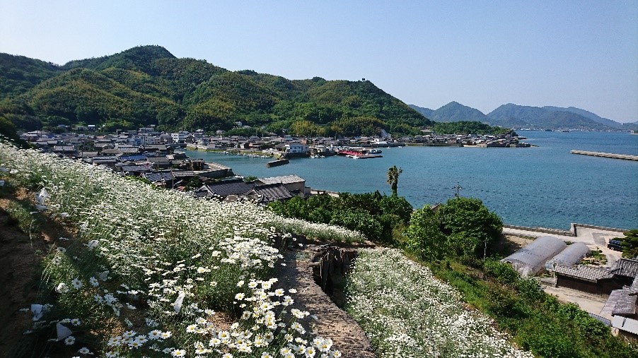 写真5　重井港を見下ろす丘の斜面の観光用除虫菊畑
