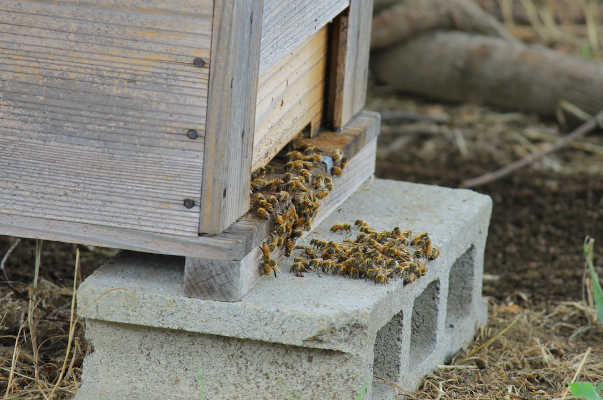 公園では養蜂も行っており、ミツバチを観察するプログラムは人気が高い。