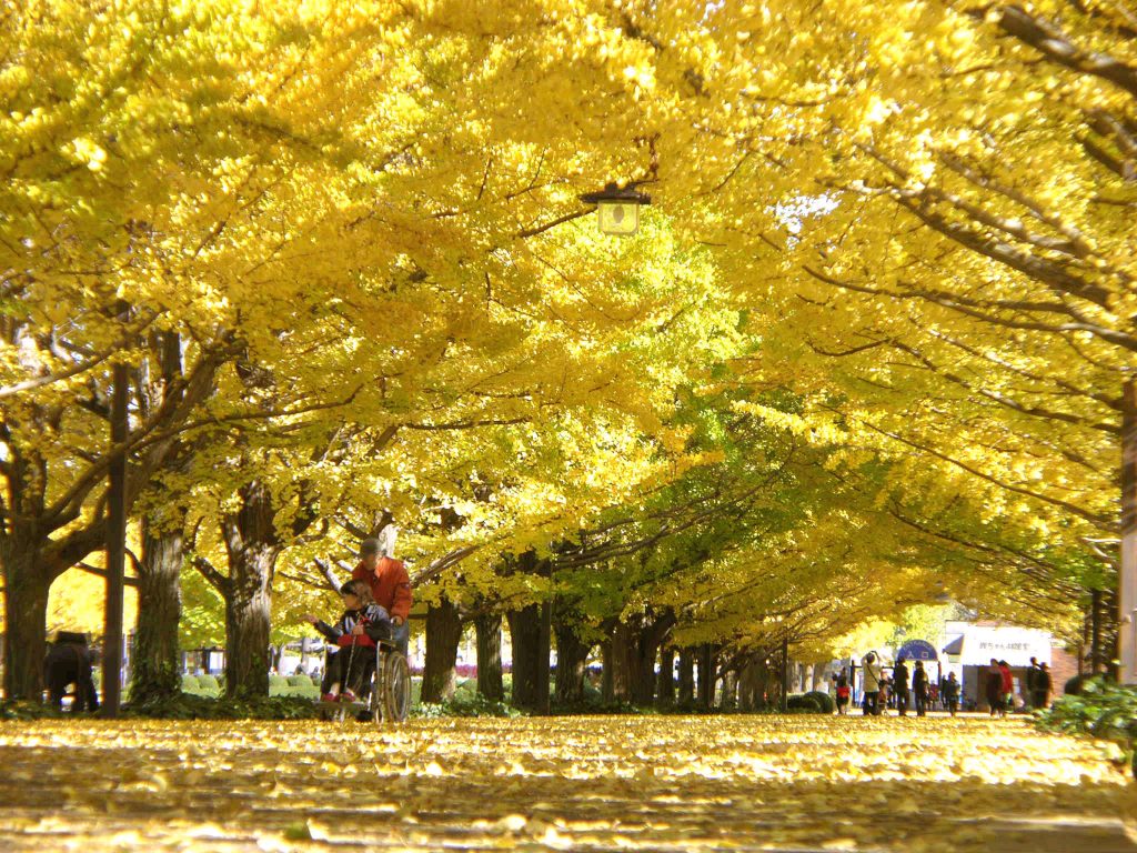 11月から黄葉が楽しめる国営昭和記念公園のイチョウ並木