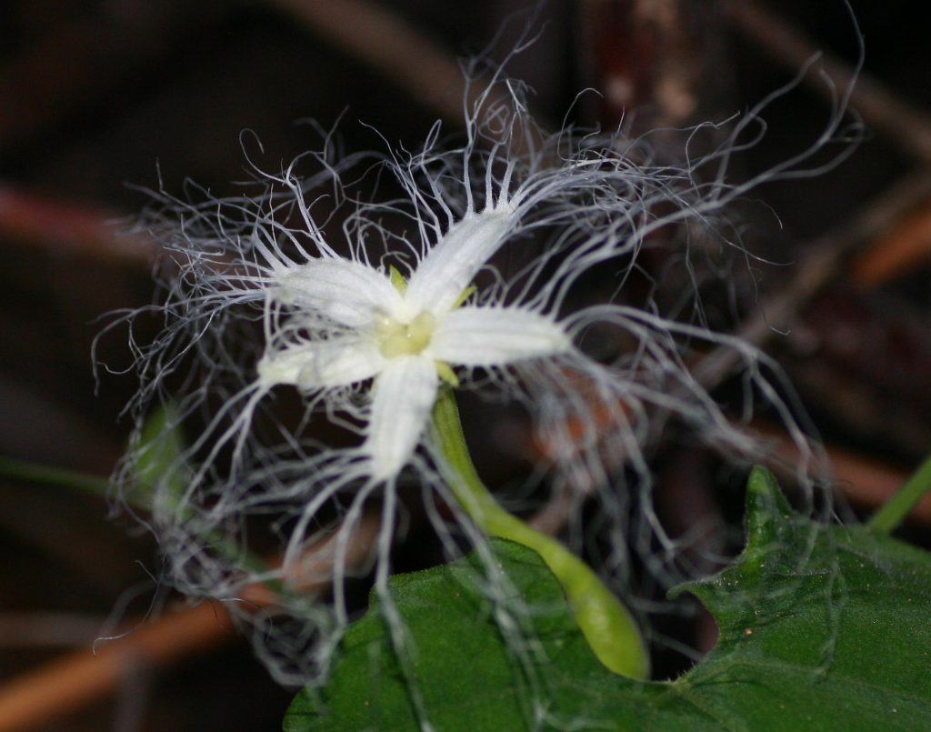 魔性の花