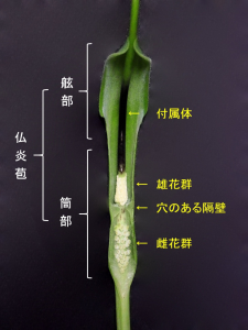 みどり花コラム 一般財団法人 公園財団