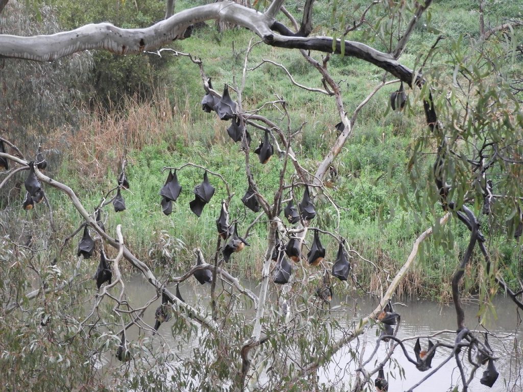 日中、木にぶら下がり休息するハイガシラオオコウモリ