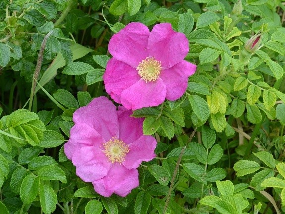 みどり花コラム 一般財団法人 公園財団