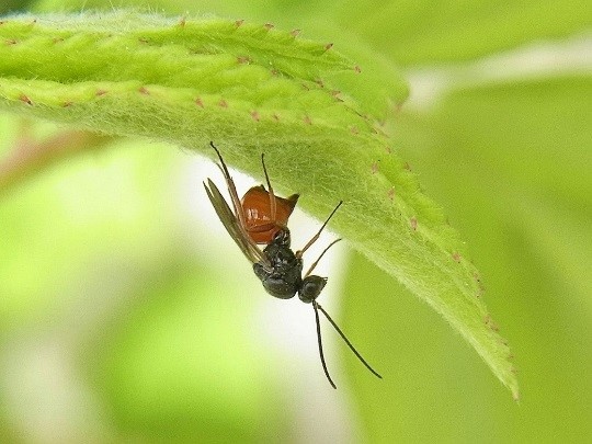 好きな遊具ランキングでは6位だったが、遊んでみたい遊具で1位となり、総合で1位となった迷路