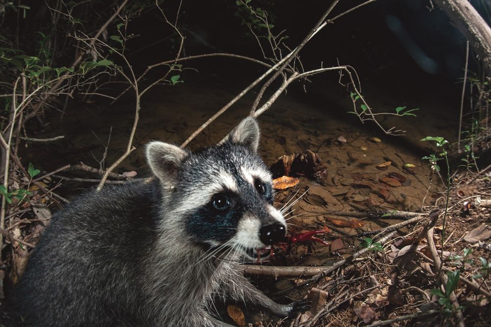 アメリカザリガニを食べるアライグマ