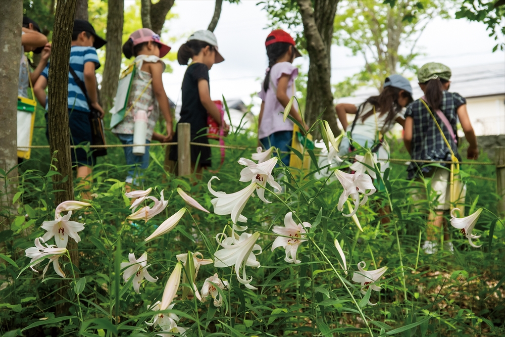 ササユリ観察会