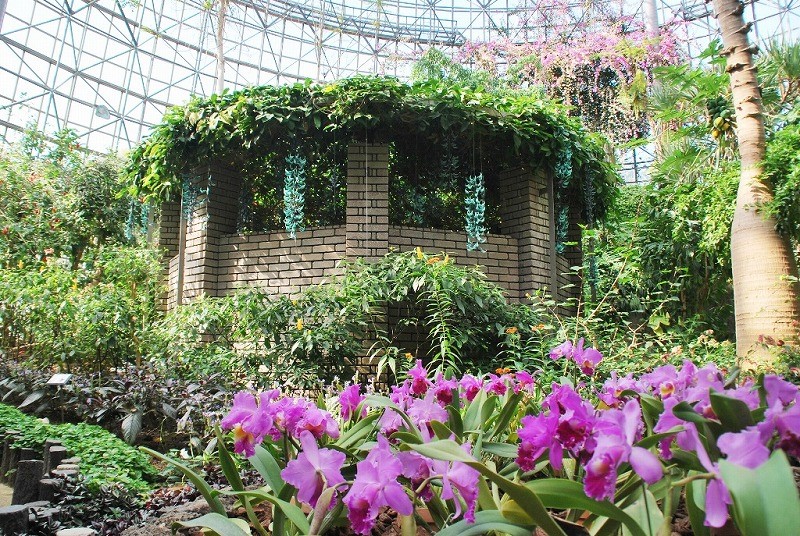 「アロア・ワッド探検隊」では、トロピカルドームは、「アロア・ワッドが集めた植物を展示している場」という設定になっている
