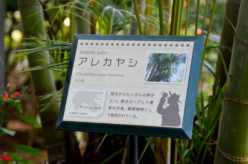 トロピカルドーム内にはアロア・ワッドの解説を入れたオリジナルの樹名板を設置