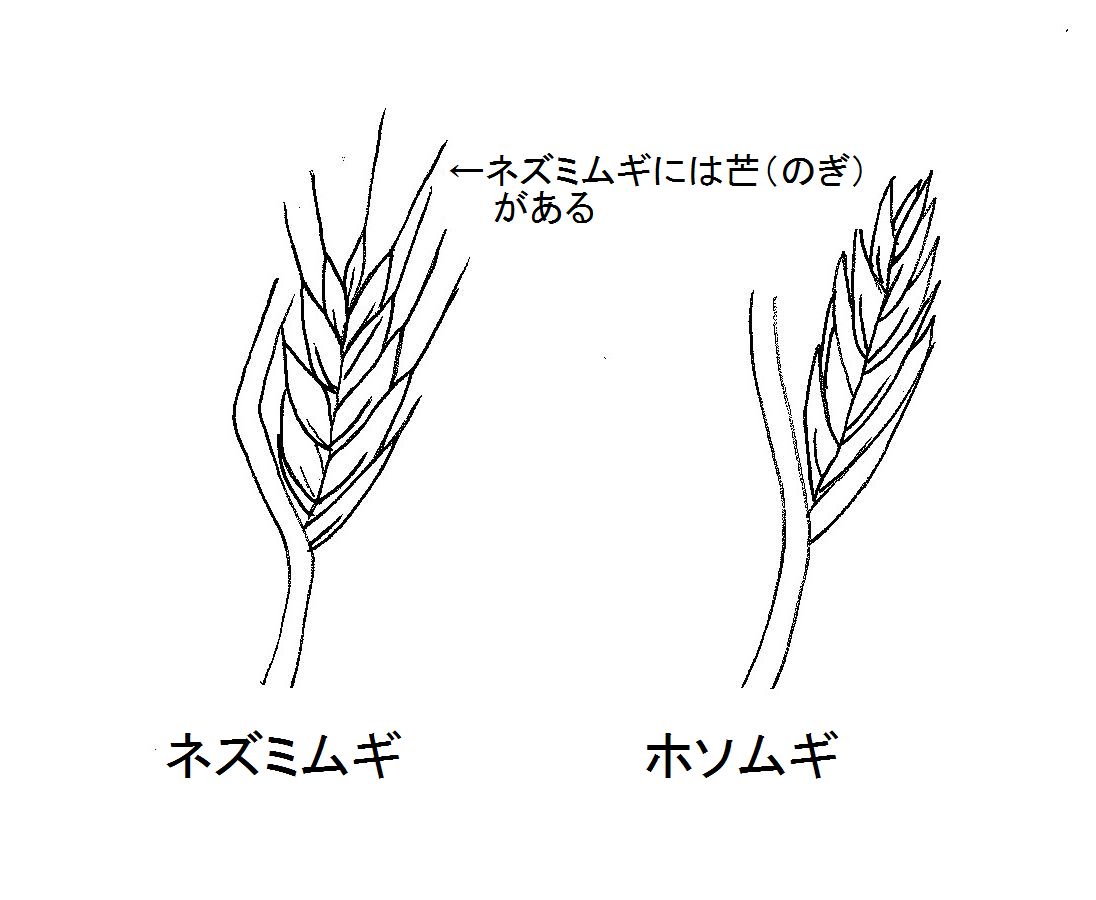 みどり花コラム 一般財団法人 公園財団 みどり花コラム 一般財団法人 公園財団
