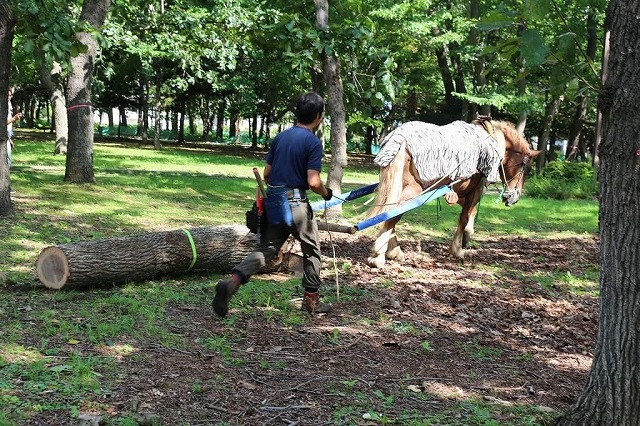 「ふゆフェスタ」で馬そりをした馬が「なつフェスタ」では馬搬をする