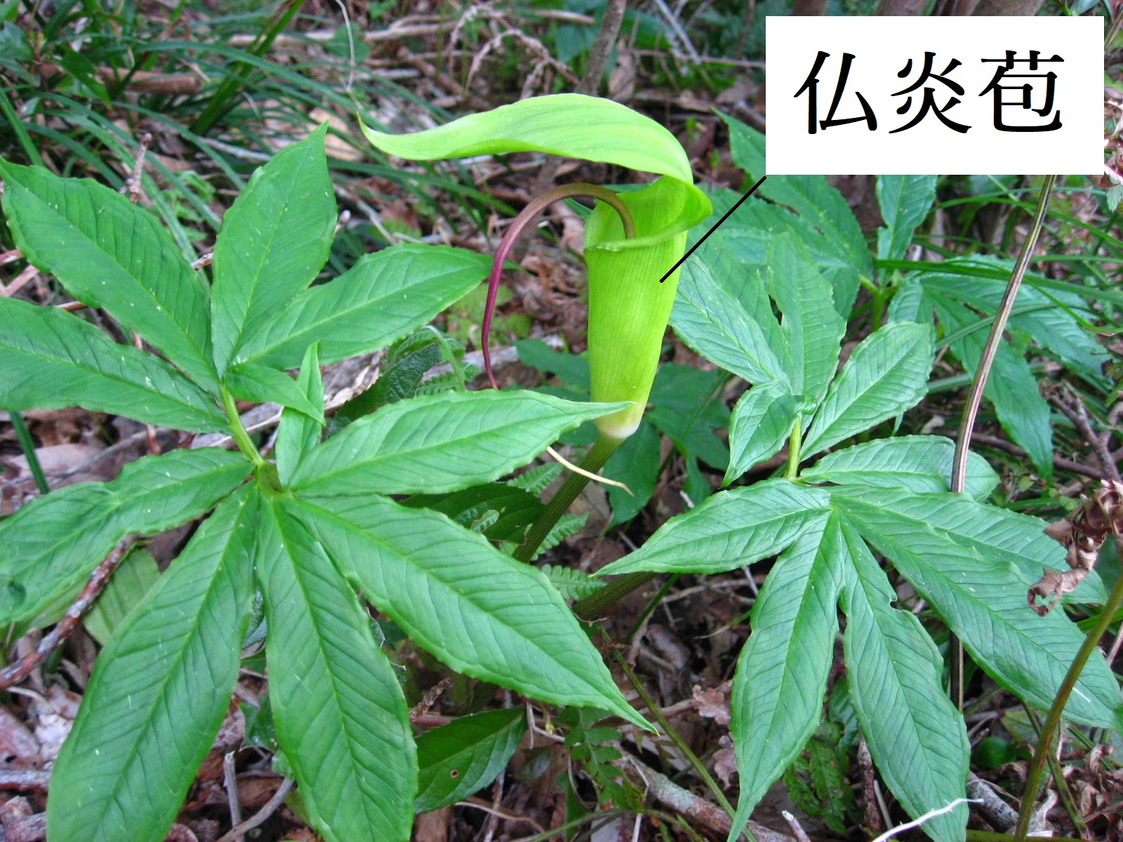 みどり花コラム 一般財団法人 公園財団