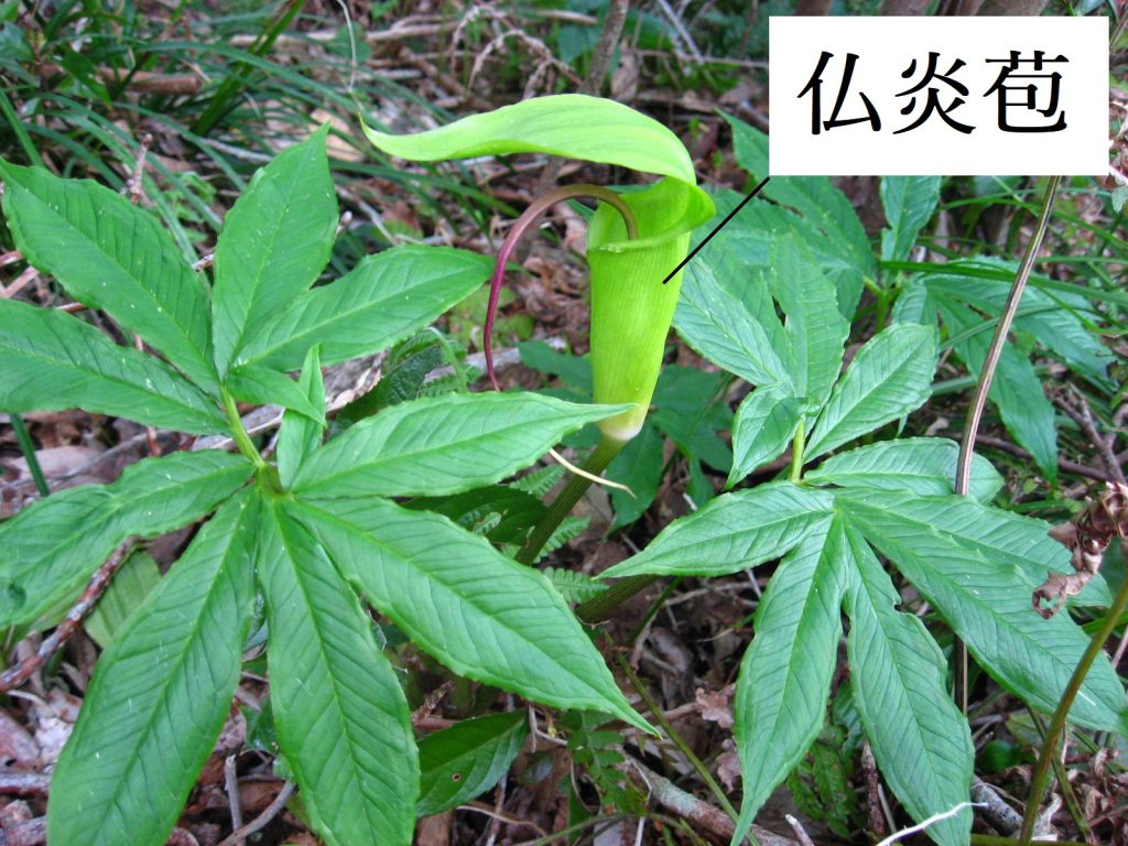 緑色の仏炎苞が特徴のシマテンナンショウ