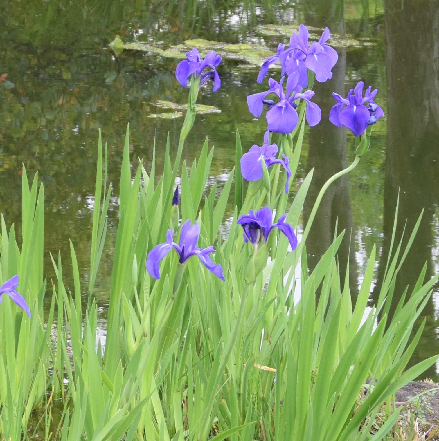 みどり花コラム 一般財団法人 公園財団