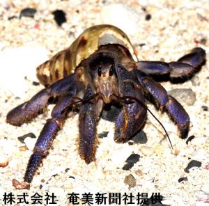 オカヤドカリは６～７月に産卵のため大群で砂浜にあがってくる