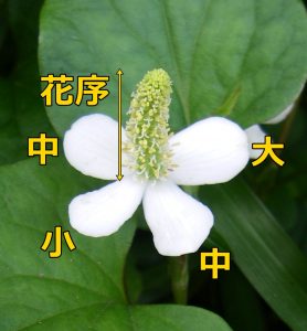 みどり花コラム 一般財団法人 公園財団 みどり花コラム 一般財団法人 公園財団