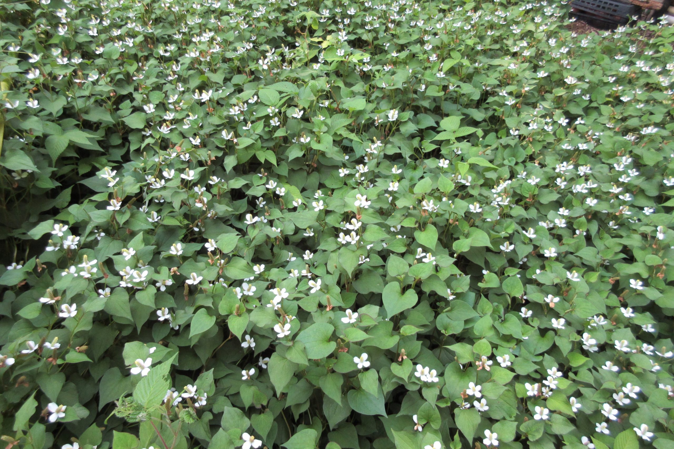 みどり花コラム 一般財団法人 公園財団 みどり花コラム 一般財団法人 公園財団
