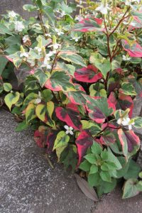 みどり花コラム 一般財団法人 公園財団 みどり花コラム 一般財団法人 公園財団