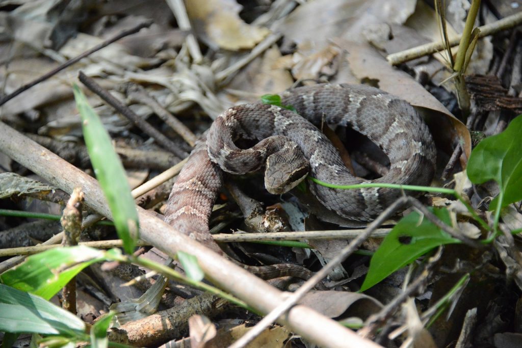 危険 生物 マムシ 一般財団法人 公園財団