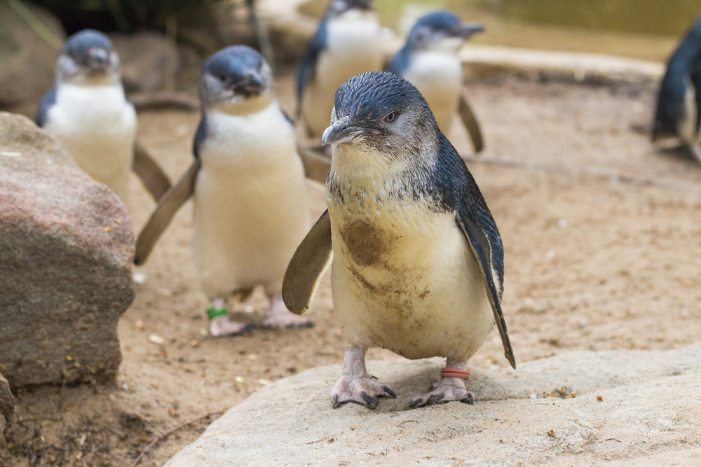 ペンギンがフラッシュ等の光に怯えるため、パレード中の撮影は禁止されている<br/>※写真はイメージです