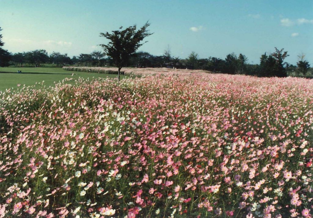 昭和６１年秋に初めて咲かせた原っぱ東花畑の風景
