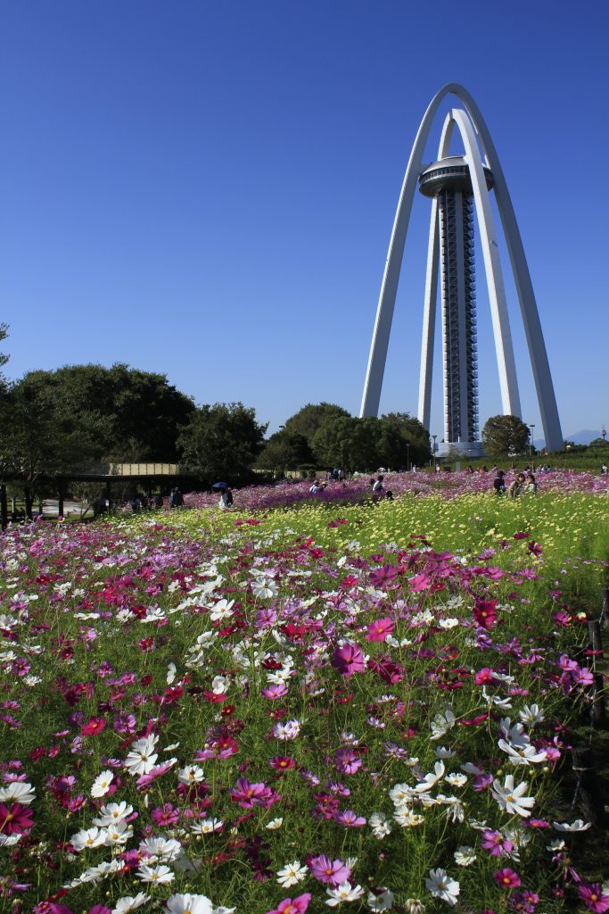 国営木曽三川公園１３８タワーパークのコスモス畑