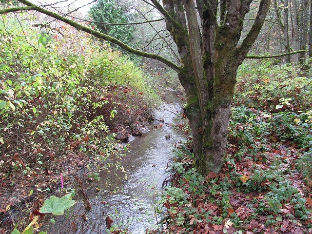 長男の通っていた小学校では、 サケの稚魚を育ててPiper’s Creekへ放流する活動も行っている