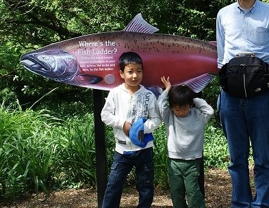 「Where’s the Fish Ladder?」とあり、本物を観察して欲しい、 という思いを感じるチッテンデン・ロックの看板