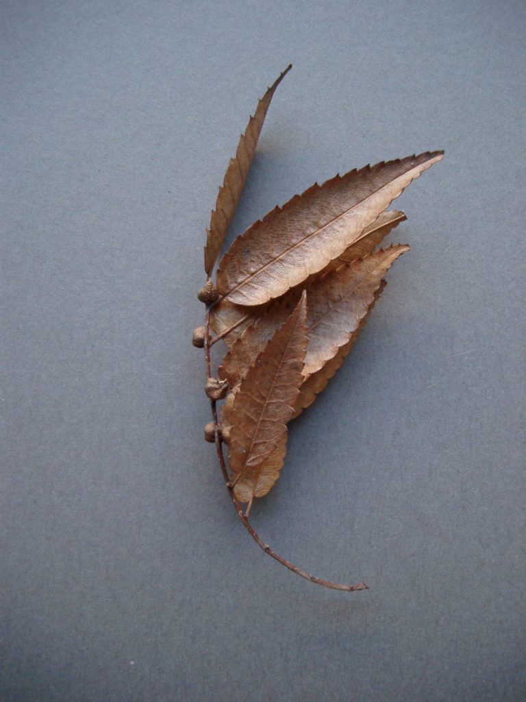 ケヤキのタネは、葉の付いた枝ごと落ちるため、 風を受けて飛ぶ
