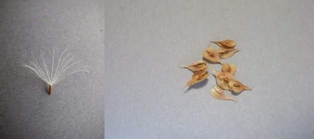 萼を綿毛に変化させたキツネアザミ（左）と萼を翼に変化させたイタドリ（右）