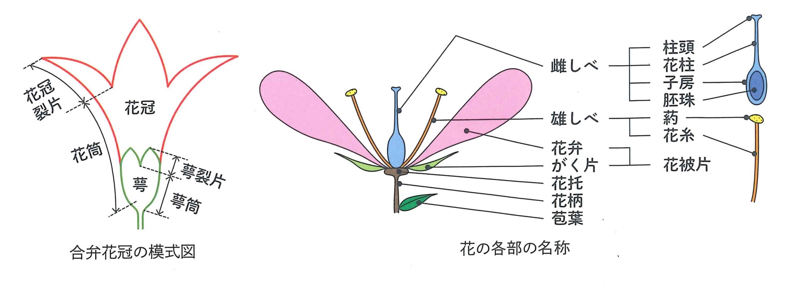 図 花の各部の名称