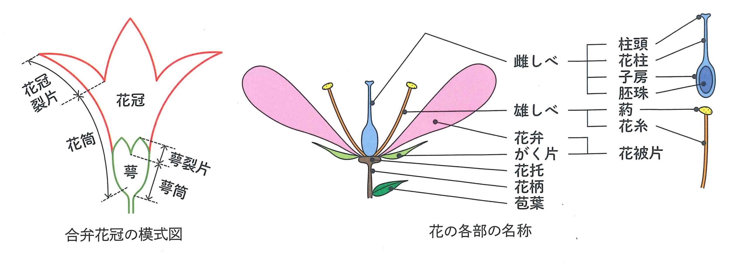 図　花の各部の名称