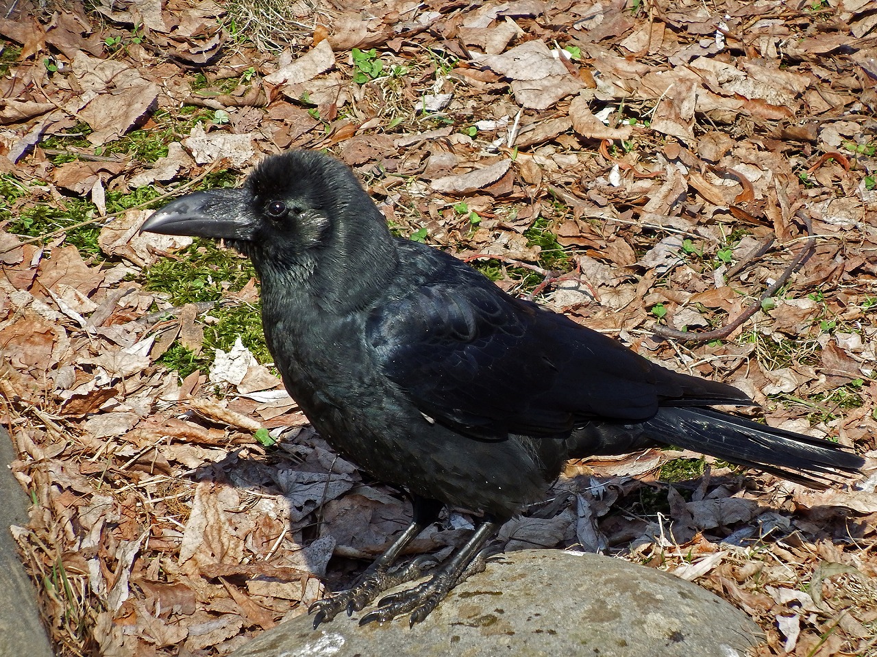 カラスとおしゃべり 一般財団法人 公園財団