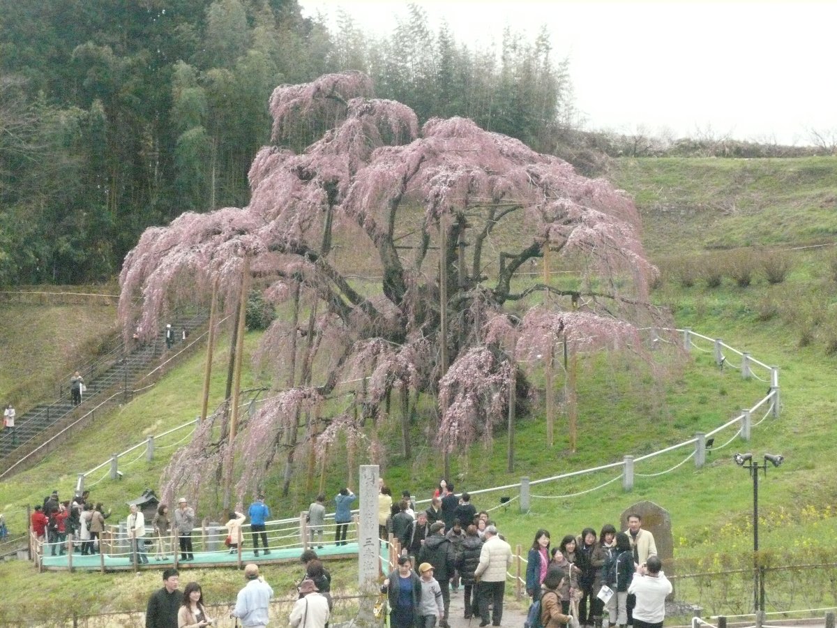 開花期には多くの観光客が訪れる「三春の滝桜（福島県田村郡三春町）」