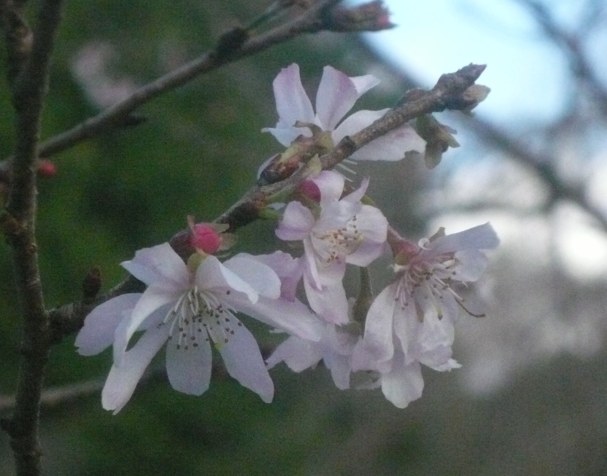 秋から冬にかけてひっそりと咲く「十月桜」