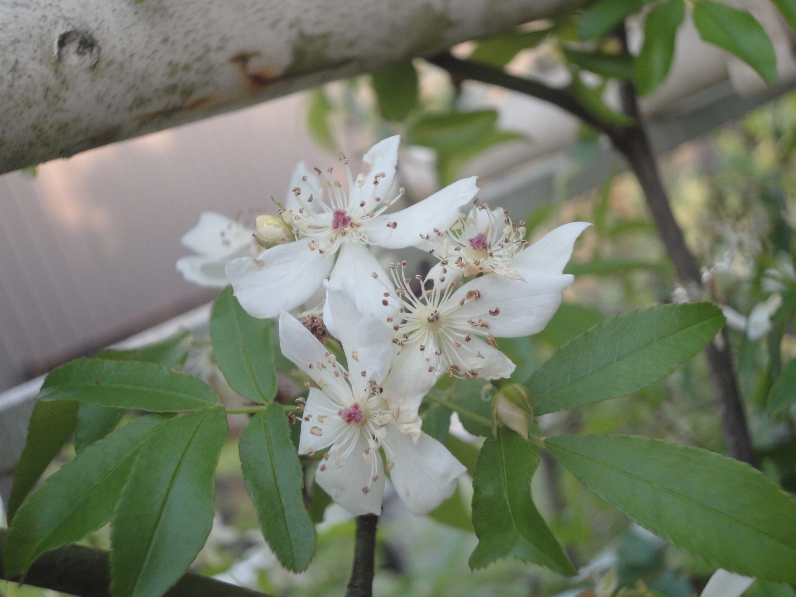 筆者の家の庭で咲く白い一重のモッコウバラ